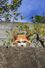 ここはおいらの縄張りだ