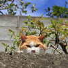 ここはおいらの縄張りだ