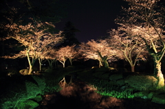 カキツバタと夜桜