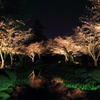 カキツバタと夜桜
