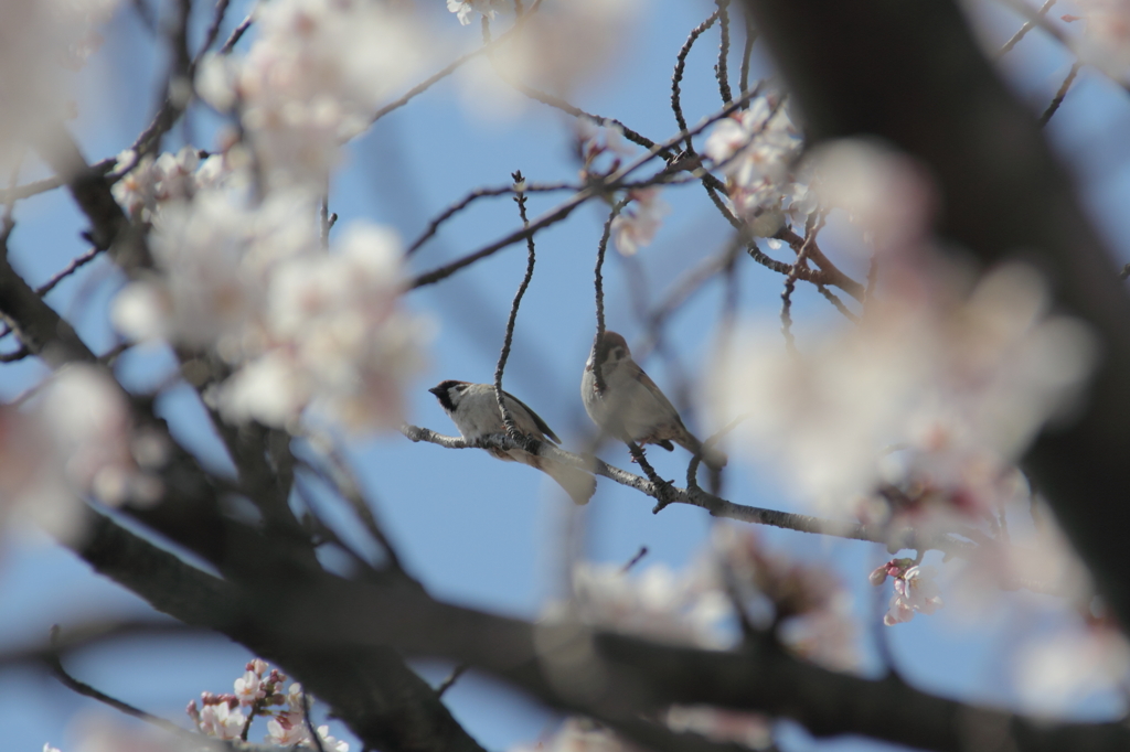 小鳥のつがいもお花見中