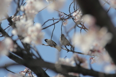 小鳥のつがいもお花見中