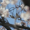 小鳥のつがいもお花見中