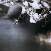 雪の華２