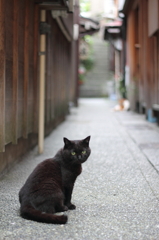 裏路地の猫