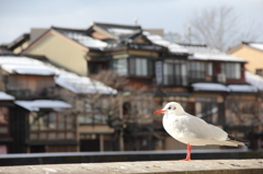 浅野川のカモメ