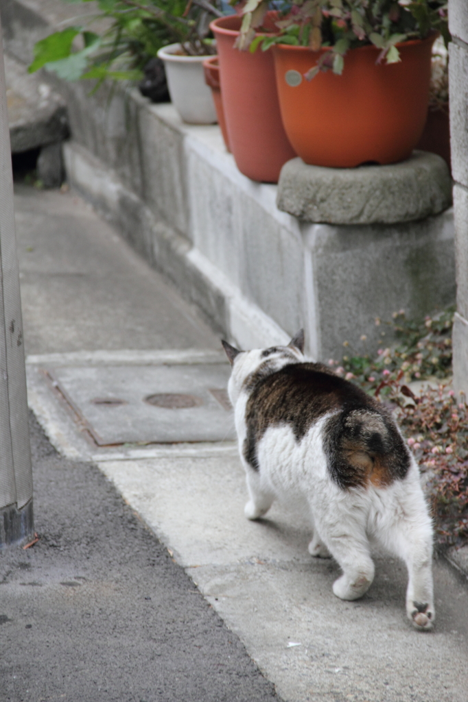 すたこらさっさ