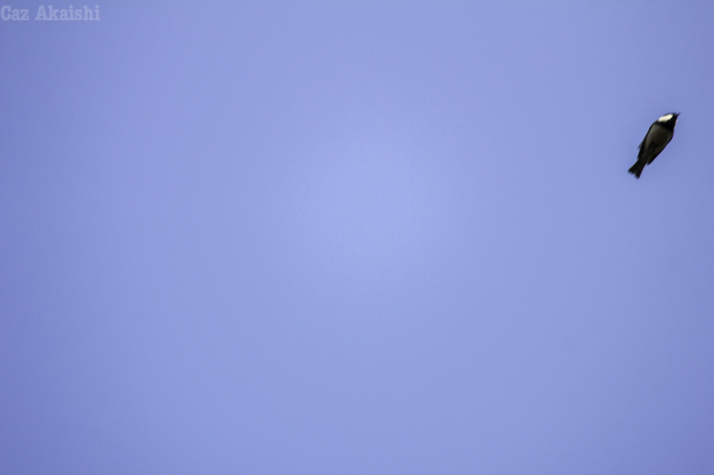 こんなの撮れるか！