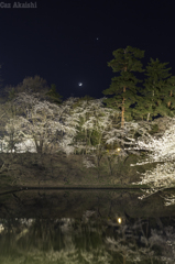 弘前城夜桜その１
