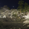 弘前城夜桜その１