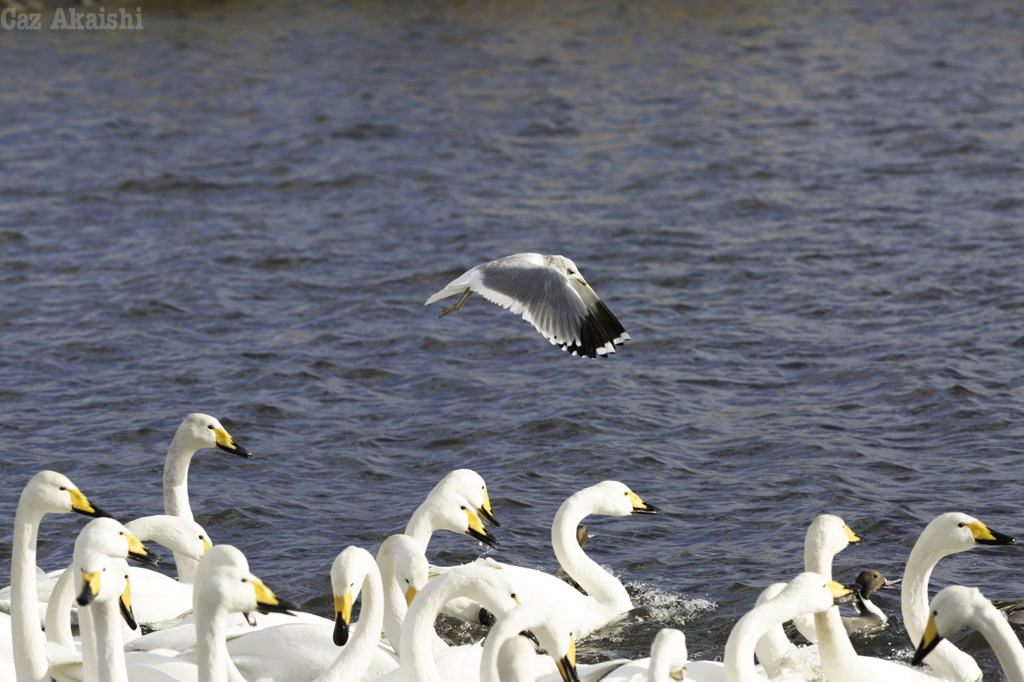 白鳥とカモメ