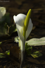 水芭蕉