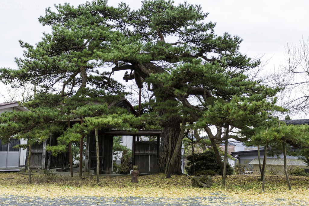 南部町三光寺松と狸