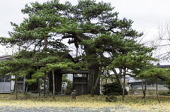 南部町三光寺松と狸
