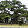 南部町三光寺松と狸