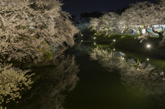 弘前城夜桜その５