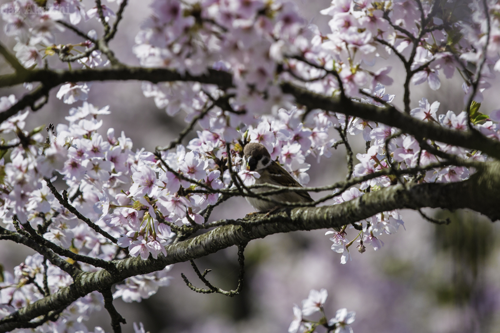 桜と雀