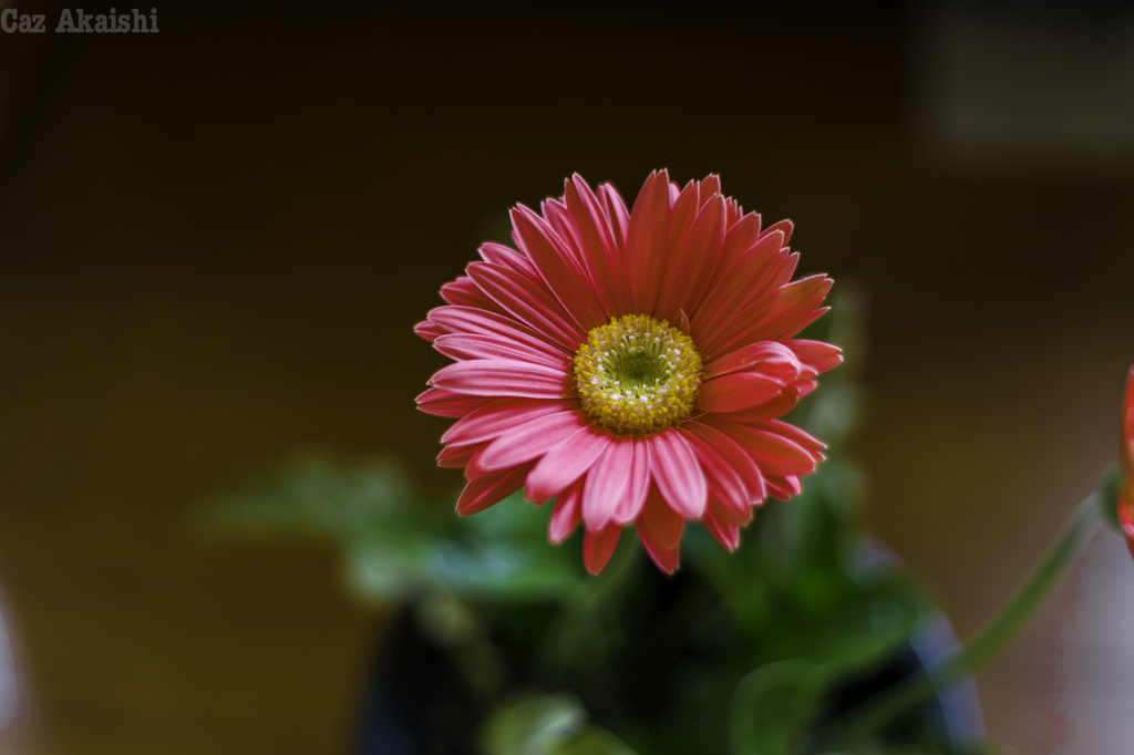 Gerbera