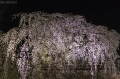 弘前城夜桜１０
