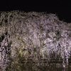 弘前城夜桜１０