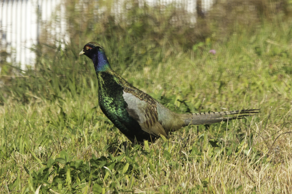 キジ若鳥その２