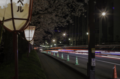 弘前城夜桜その１３