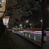 弘前城夜桜その１３
