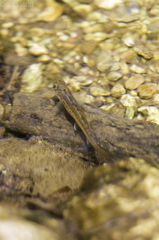 白神山地の岩魚　稚魚