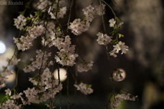 弘前城夜桜その１１