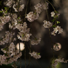 弘前城夜桜その１１