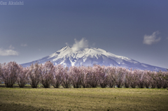 桜と岩木山