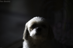 A serious Tamasaburo.