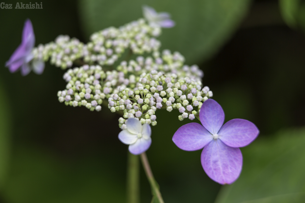 白神山地　紫陽花