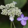 白神山地　紫陽花