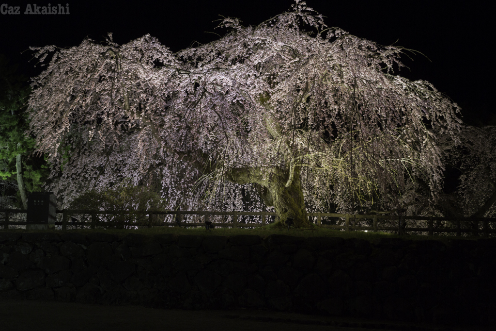弘前城夜桜その３