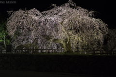 弘前城夜桜その３