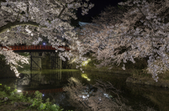 弘前城夜桜その８