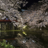 弘前城夜桜その８