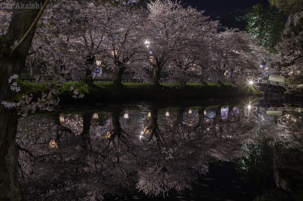 弘前城夜桜その１２