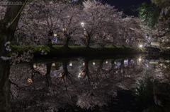 弘前城夜桜その１２