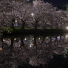 弘前城夜桜その１２