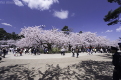 弘前城　桜