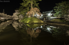 弘前城夜桜その６