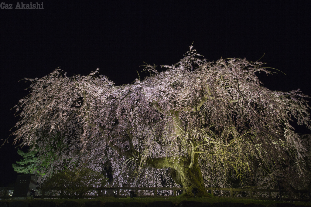 弘前城夜桜その４