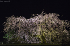 弘前城夜桜その４