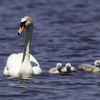 白鳥親子その５