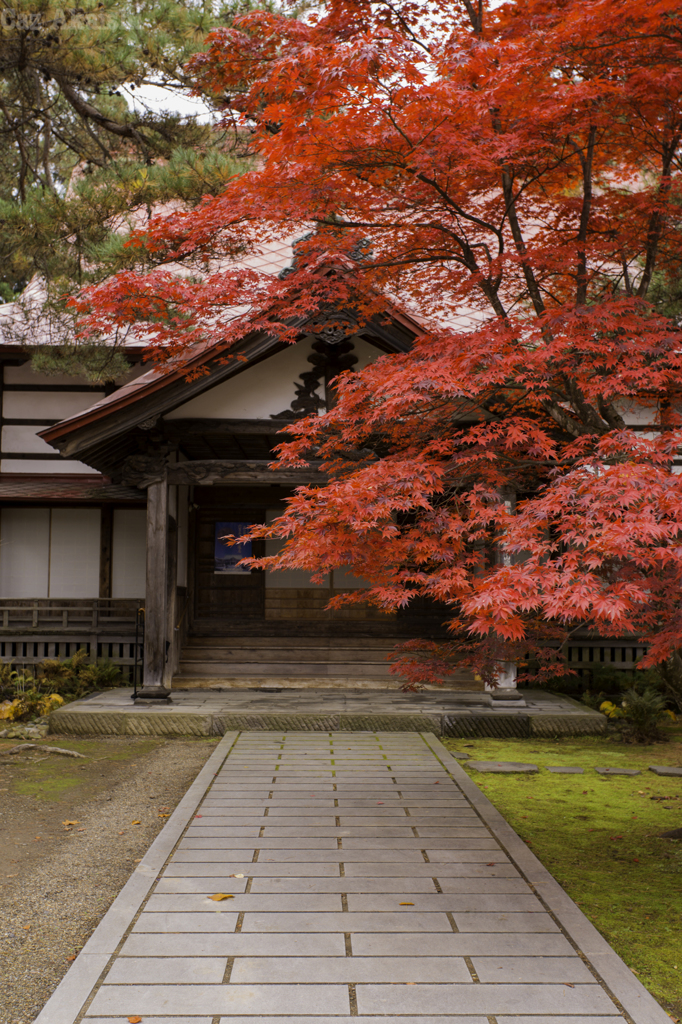 弘前市宗徳寺もみじ