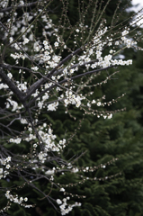 白梅１