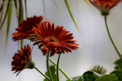 Gerbera