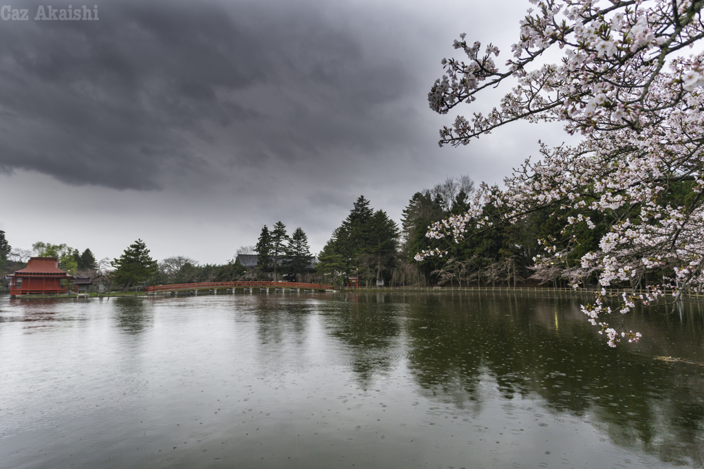桜・雨の猿賀神社